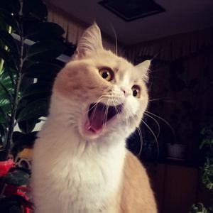 五月六月丁香婷婷激情
